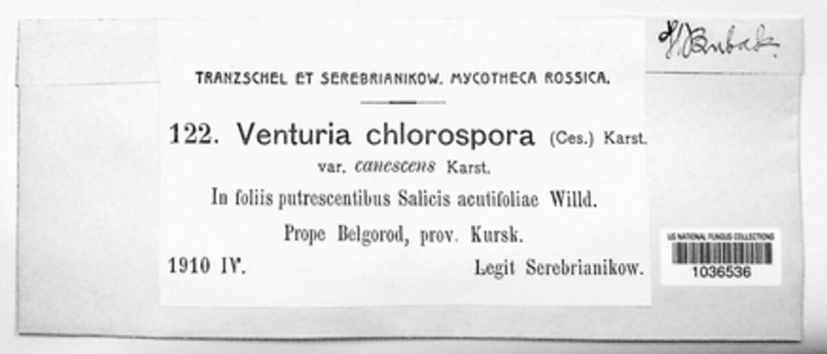 Venturia chlorospora image